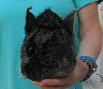 9-10" Preserved Georgia Wild Boar / Hog Head - $30