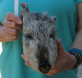 9-10" Preserved Georgia Wild Boar / Hog Head - $30
