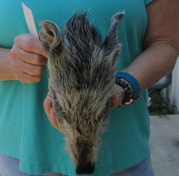 9-10" Preserved Georgia Wild Boar / Hog Head - $30