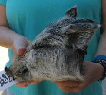 9-10" Preserved Georgia Wild Boar / Hog Head - $30