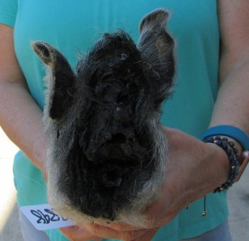 9-10" Preserved Georgia Wild Boar / Hog Head - $30