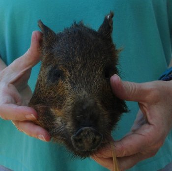 7-8" Preserved Georgia Wild Boar / Hog Head - $25