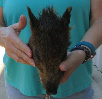 7-8" Preserved Georgia Wild Boar / Hog Head - $25