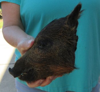 7-8" Preserved Georgia Wild Boar / Hog Head - $25