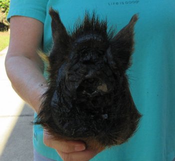 7-8" Preserved Georgia Wild Boar / Hog Head - $25