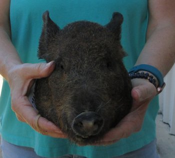 9-10" Preserved Georgia Wild Boar / Hog Head - $30