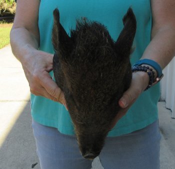 9-10" Preserved Georgia Wild Boar / Hog Head - $30