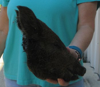 9-10" Preserved Georgia Wild Boar / Hog Head - $30