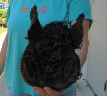 9-10" Preserved Georgia Wild Boar / Hog Head - $30