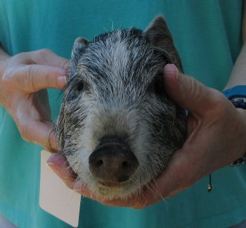 7-8" Preserved Georgia Wild Boar / Hog Head - $25