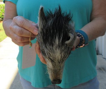 7-8" Preserved Georgia Wild Boar / Hog Head - $25