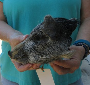 7-8" Preserved Georgia Wild Boar / Hog Head - $25