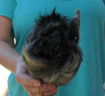 7-8" Preserved Georgia Wild Boar / Hog Head - $25