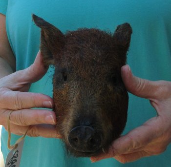 9-10" Preserved Georgia Wild Boar / Hog Head - $30