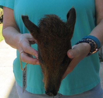 9-10" Preserved Georgia Wild Boar / Hog Head - $30