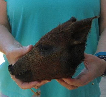 9-10" Preserved Georgia Wild Boar / Hog Head - $30