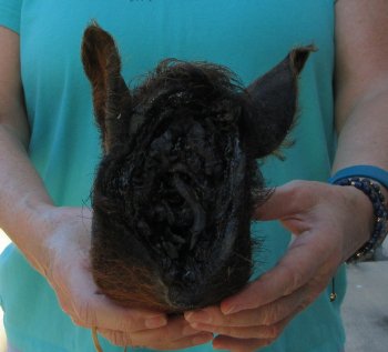 9-10" Preserved Georgia Wild Boar / Hog Head - $30