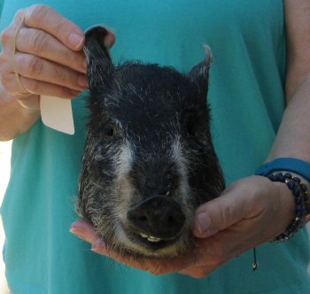 9-10" Preserved Georgia Wild Boar / Hog Head - $30