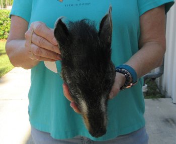 9-10" Preserved Georgia Wild Boar / Hog Head - $30