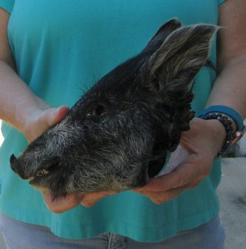 9-10" Preserved Georgia Wild Boar / Hog Head - $30