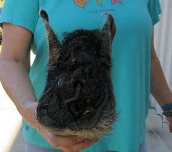 9-10" Preserved Georgia Wild Boar / Hog Head - $30