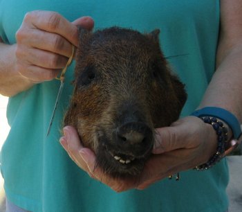 9-10" Preserved Georgia Wild Boar / Hog Head - $30