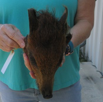 9-10" Preserved Georgia Wild Boar / Hog Head - $30