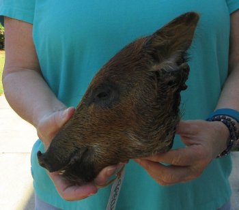 9-10" Preserved Georgia Wild Boar / Hog Head - $30