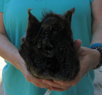 9-10" Preserved Georgia Wild Boar / Hog Head - $30