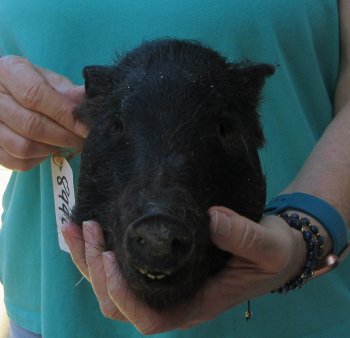 9-10" Preserved Georgia Wild Boar / Hog Head - $30