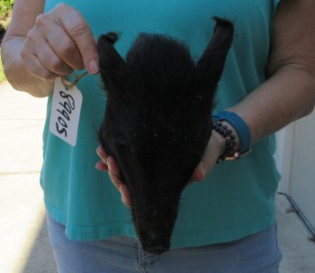 9-10" Preserved Georgia Wild Boar / Hog Head - $30