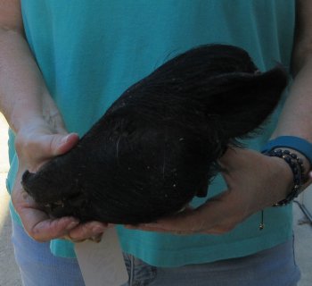 9-10" Preserved Georgia Wild Boar / Hog Head - $30