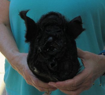 9-10" Preserved Georgia Wild Boar / Hog Head - $30