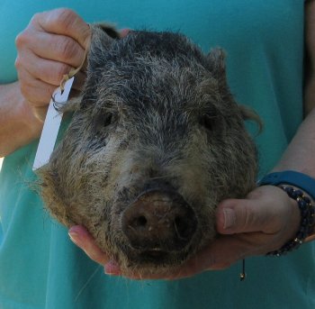 10-11" Preserved Georgia Wild Boar / Hog Head - $35