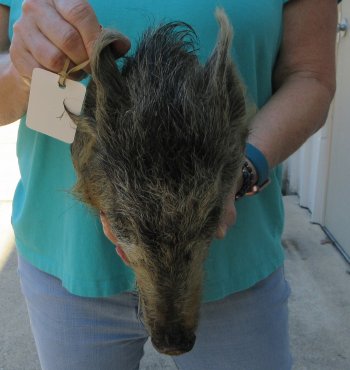 10-11" Preserved Georgia Wild Boar / Hog Head - $35