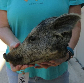 10-11" Preserved Georgia Wild Boar / Hog Head - $35