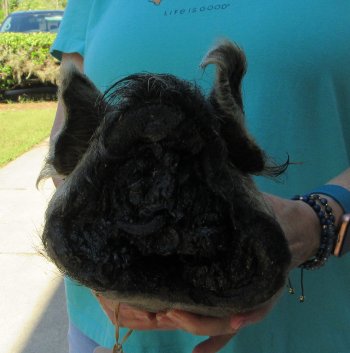10-11" Preserved Georgia Wild Boar / Hog Head - $35