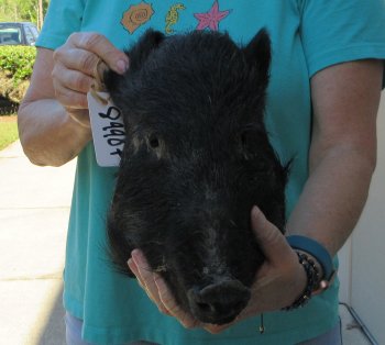 12-13" Preserved Georgia Wild Boar / Hog Head - $40