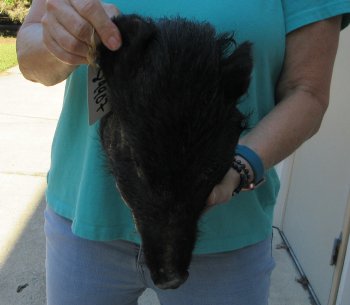 12-13" Preserved Georgia Wild Boar / Hog Head - $40