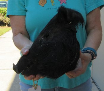 12-13" Preserved Georgia Wild Boar / Hog Head - $40