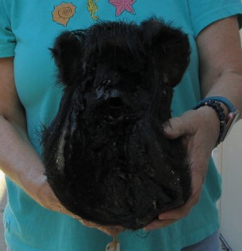12-13" Preserved Georgia Wild Boar / Hog Head - $40