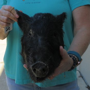 12-13" Preserved Georgia Wild Boar / Hog Head - $40