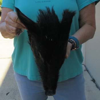 12-13" Preserved Georgia Wild Boar / Hog Head - $40