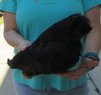 12-13" Preserved Georgia Wild Boar / Hog Head - $40