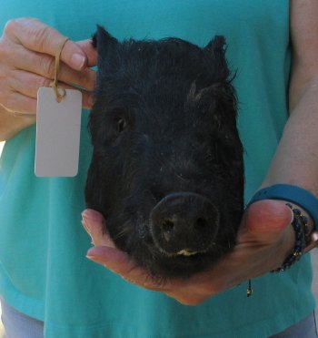 10-11" Preserved Georgia Wild Boar / Hog Head - $35