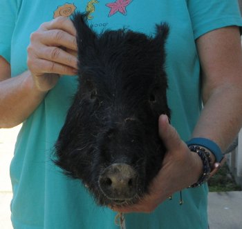 10-11" Preserved Georgia Wild Boar / Hog Head - $35