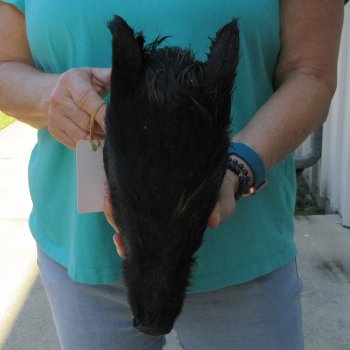 10-11" Preserved Georgia Wild Boar / Hog Head - $35