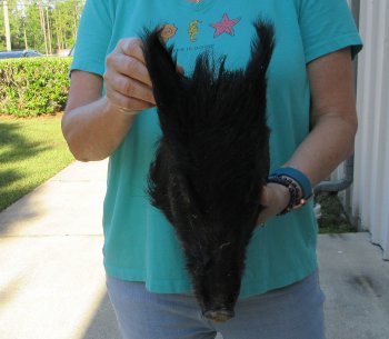 10-11" Preserved Georgia Wild Boar / Hog Head - $35
