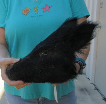 10-11" Preserved Georgia Wild Boar / Hog Head - $35