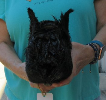 10-11" Preserved Georgia Wild Boar / Hog Head - $35